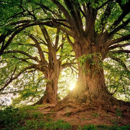 Arbre majestueux symbolisant la sérénité et la connexion naturelle offerte par InnerFlow, hypnothérapeute et magnétiseur.